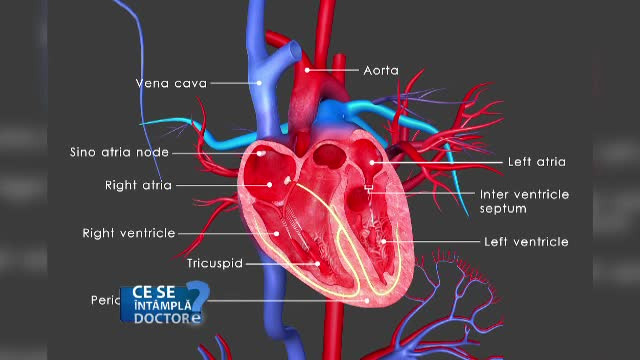De ce este bine să facem o ecografie cardiacă măcar o dată în viață