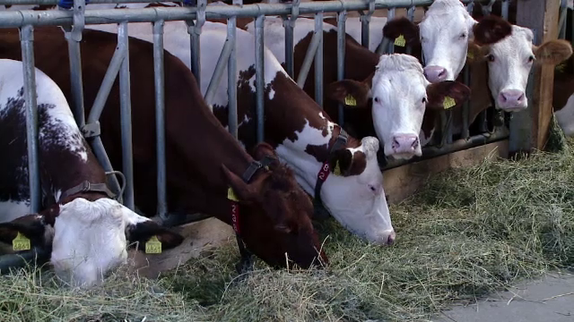 Fermierii vor să relanseze Bălțata Românească. ”Este o vacă cu dublă atitudine”