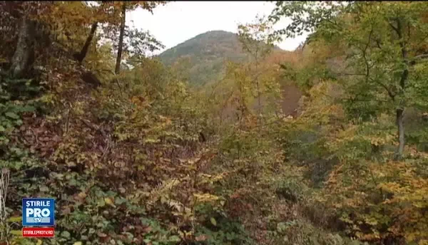 Incident grav în Suceava. Un tânăr a fost împușcat de un pădurar