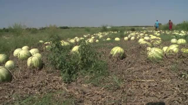 Recolta se usucă pe câmp fiindcă zilierii nu vor să vină la lucru. Ce condiţii pun