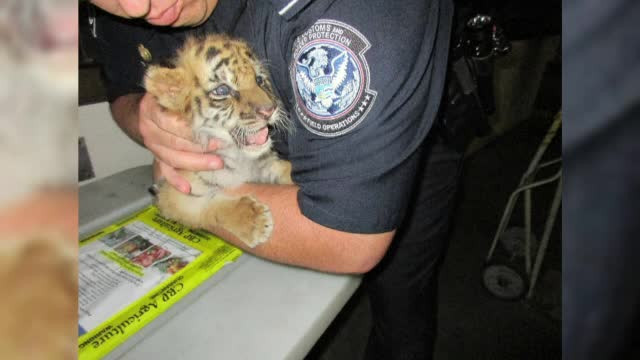 Un tânăr a încercat să treacă de vamă un pui de tigru