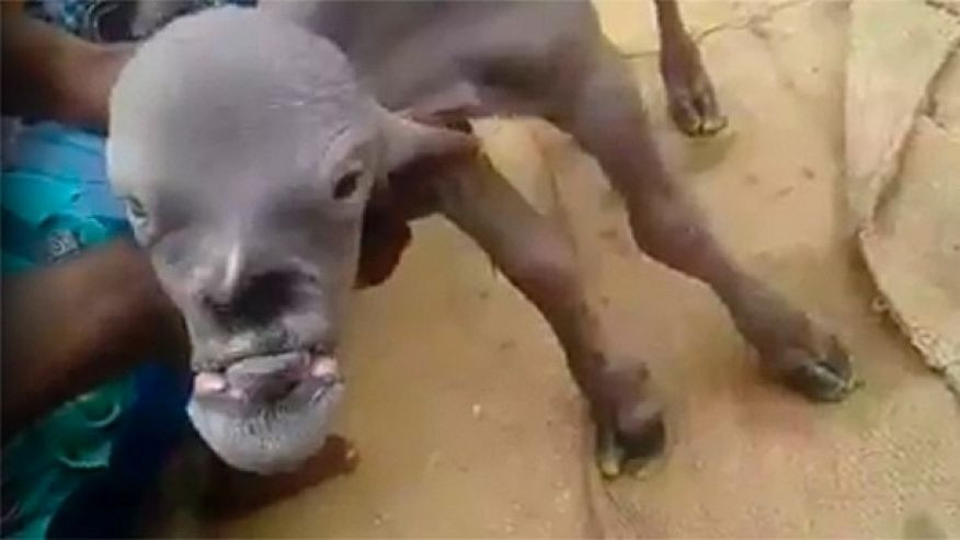 Capră "demonică", filmată în India. "A speriat un întreg sat"