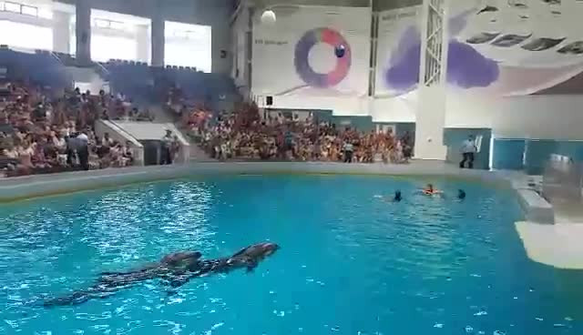 Scandal la Delfinariu. Trei activişti au sărit în apă, cerând eliberarea delfinilor