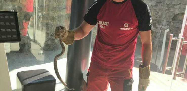 Viperă, capturată într-un muzeu din Gorj