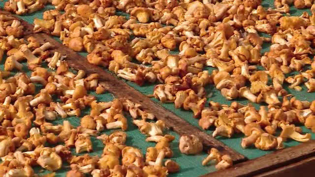 Preţurile uriaşe oferite de străini pentru ciupercile româneşti