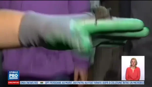 Noaptea Internaţională a Liliecilor, sărbătorită în Capitală