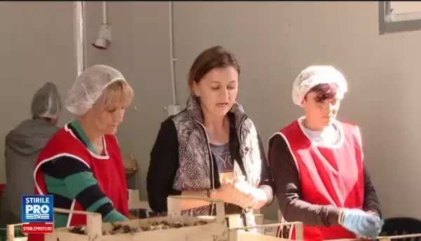 Preţurile uriaşe oferite de străini pentru ciupercile româneşti