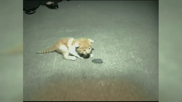 Pui de pisică, blocat în interiorul unei mașini, salvat în China