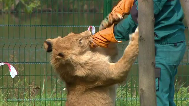 Viață nouă pentru leii salvați din mâinile traficanților de animale