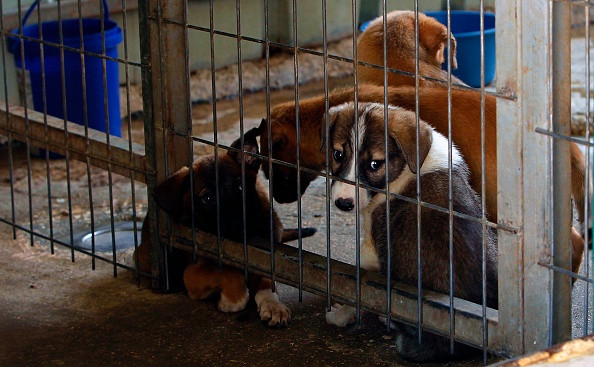 O femeie riscă să ajungă la închisoare fiindcă și-a dus câinele prea des la veterinar