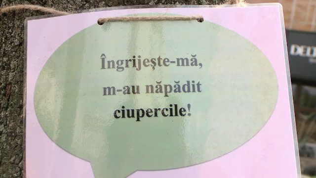 "Îngrijeşte-mă, m-au năpădit ciupercile!" Copacii din Iaşi, plini de mesaje inedite