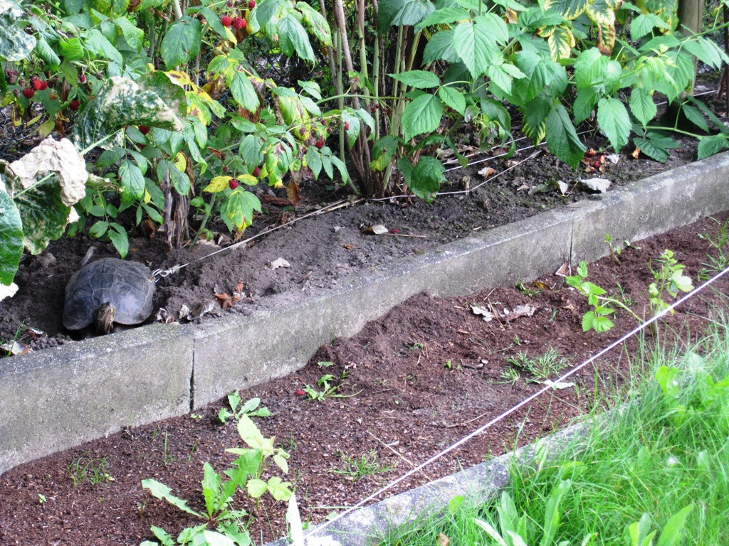 testoasa cu carapacea gaurita