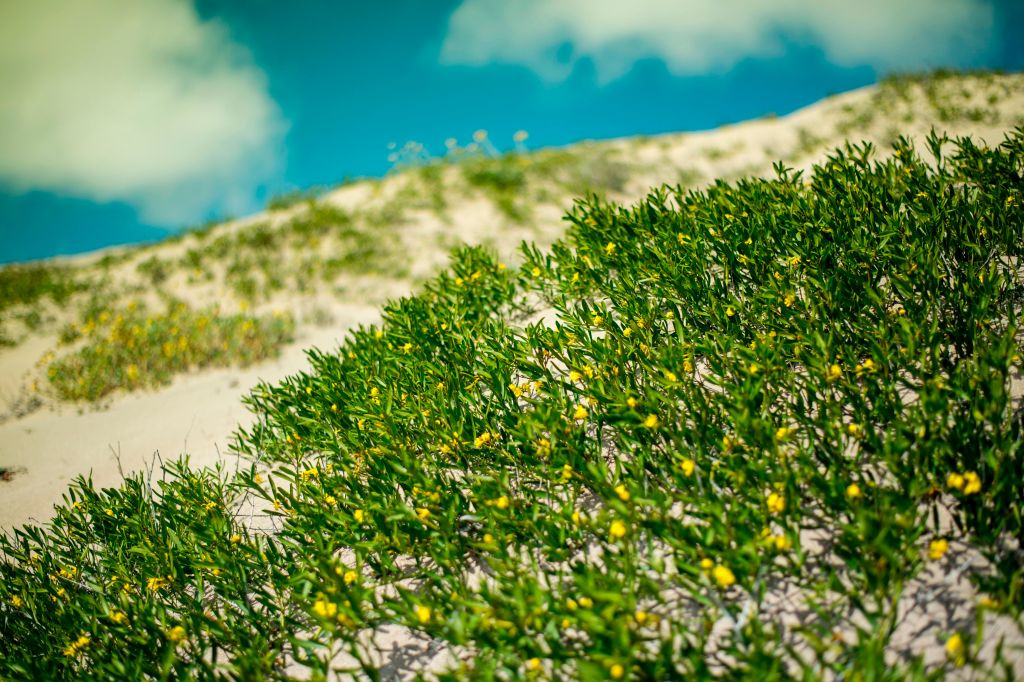 desertul Atacama inflorit