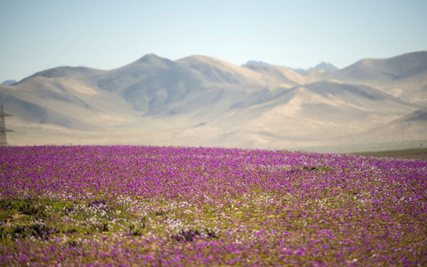 Cel mai arid deşert din lume a înflorit