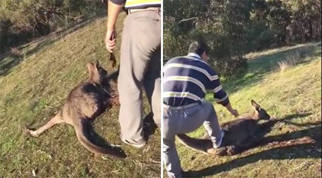 Bărbat filmat în timp ce ucidea un cangur, în Australia