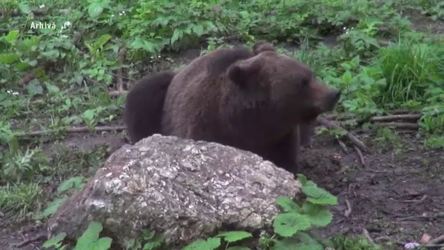 Un cioban de 48 de ani din Comarnic a fost atacat şi muşcat de un urs la stana unde lucra