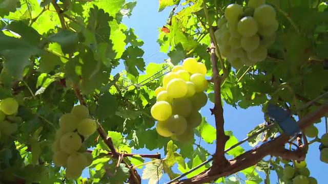 Deveniţi în timp o marfă rară, strugurii de masă româneşti vor fi şi mai puţini anul acesta