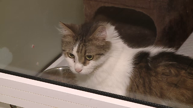 Primăria Capitalei construiește un hotel pentru câini și pisici