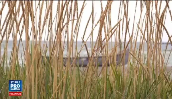 Tot mai multe cherhanale s-au deschis pe litoral. Preferințele românilor