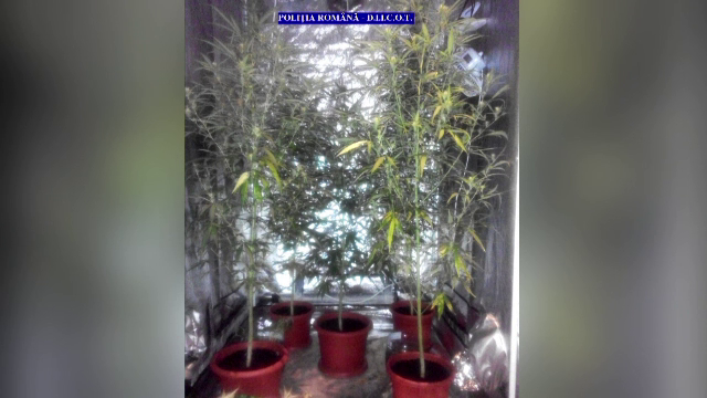Șase suspecți din Buzău, bănuiți că au cultivat și comercializat canabis