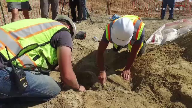 Oseminte de dinozaur, găsite întâmplător de mai mulți muncitori din Denver