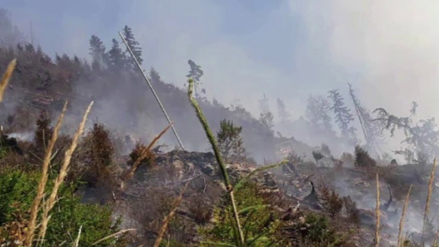 Plantație de conifere, din Bistrița, cuprinsă de flăcări