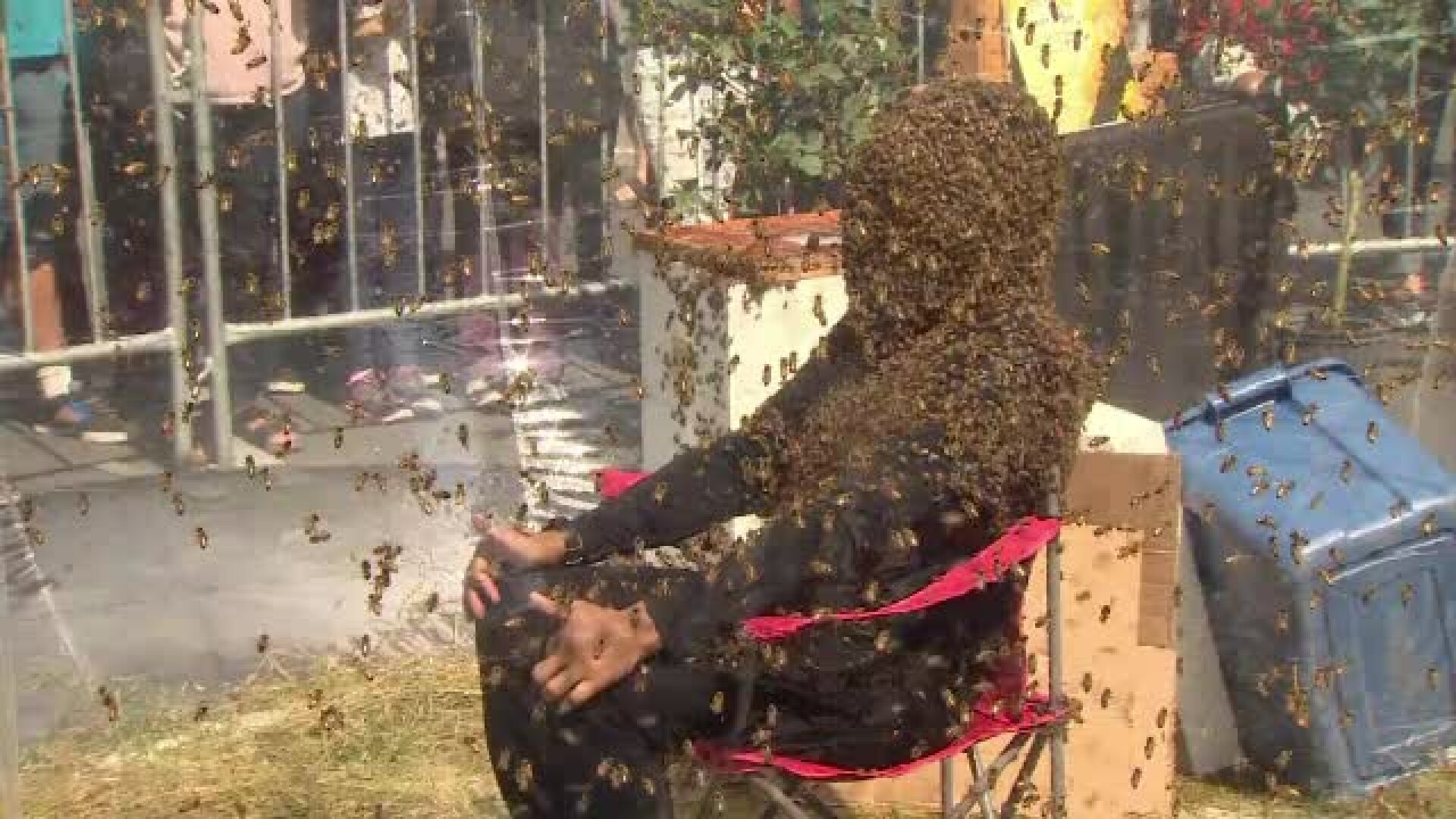 Un canadian a rezistat mai bine de o oră acoperit de albine