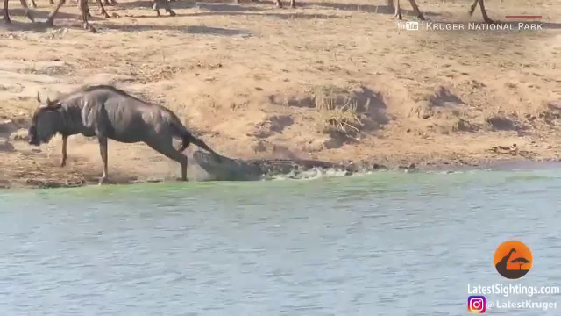 Antilopă, salvată de hipopotami după ce a fost atacată de un crocodil