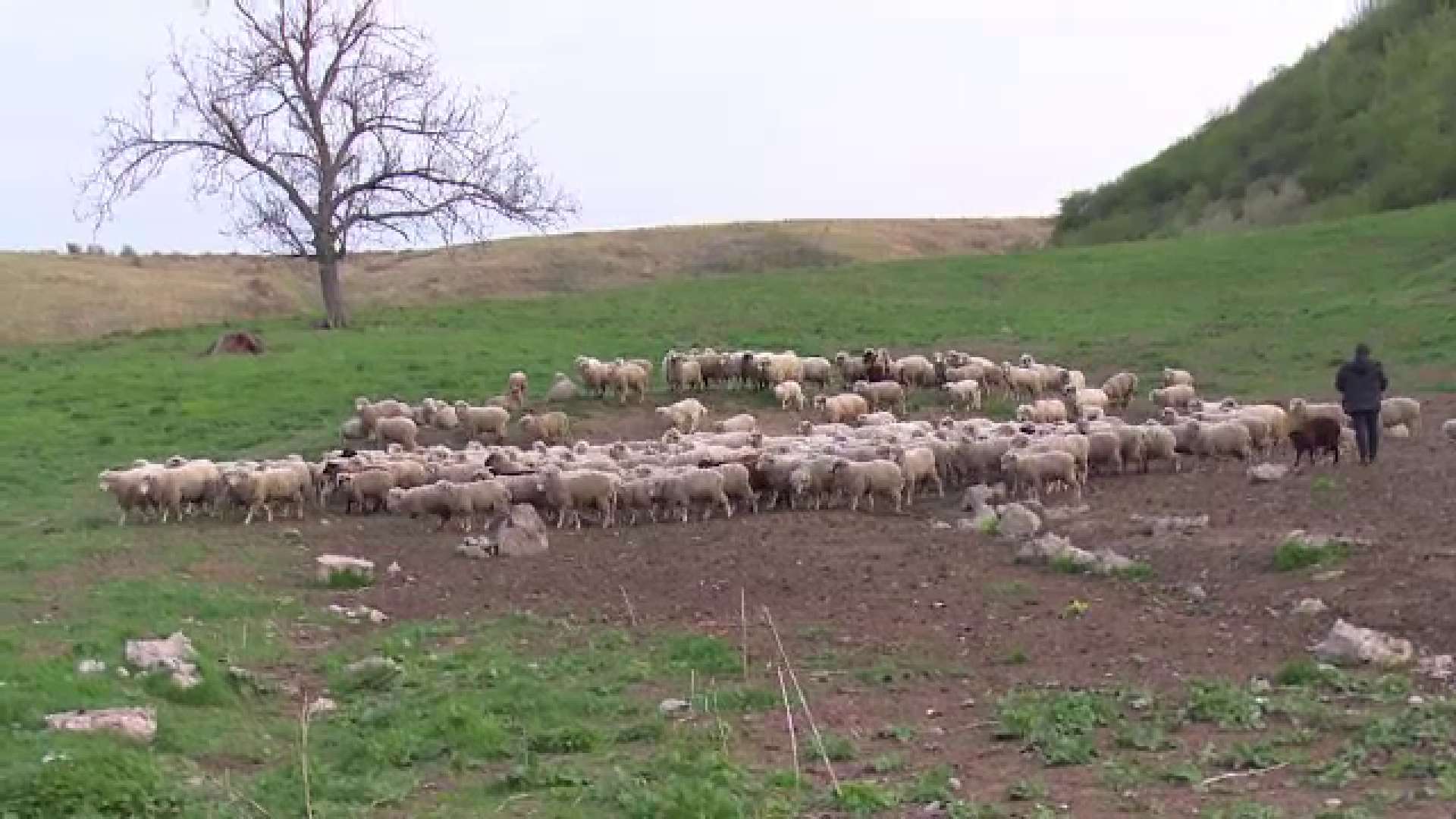 Primarul Bistriței susține că oile ar putea fi folosite pentru întreținerea unei pârtii de schi