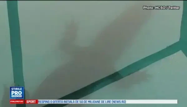 Un american s-a trezit cu un aligator în piscină. De vină ar fi uraganul Harvey