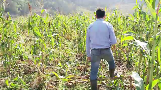 Mistreții fac ravagii în culturile de porumb din Cluj. ”Uitați, parcă au trecut tătarii”