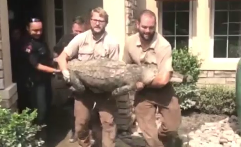 aligator texas