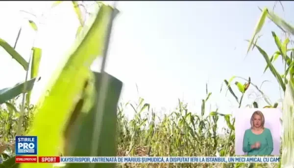 Mistreții fac ravagii în culturile de porumb din Cluj. ”Uitați, parcă au trecut tătarii”