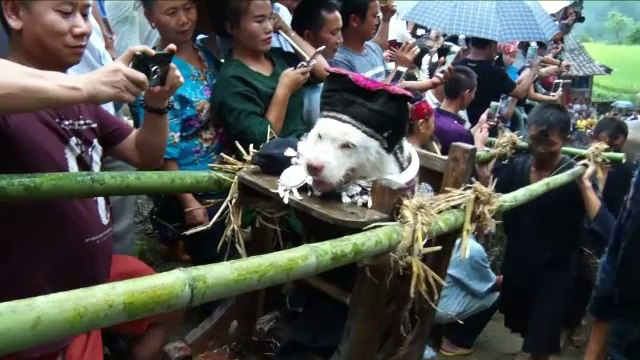 Ritual ciudat în China, cu mii de turiști. Cum este plimbat un câine de către localnici