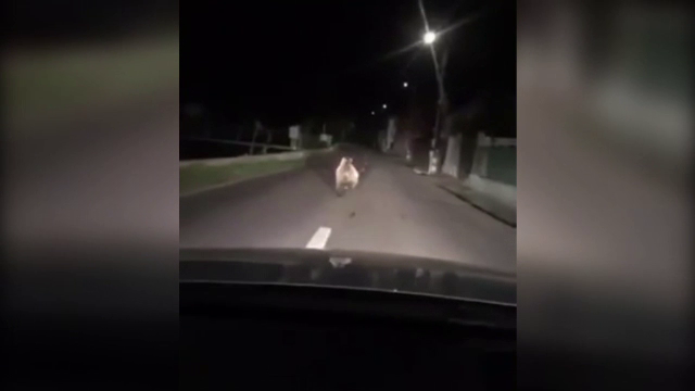 Urs fugărit cu mașina, în Sibiu, de câțiva tineri