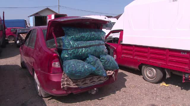 Recolta de castraveţi este aşa de mare, încât şi bulgarii cumpără din România