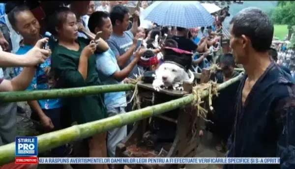 Ritual ciudat în China, cu mii de turuști. Cum este plimbat un câine de către localnici