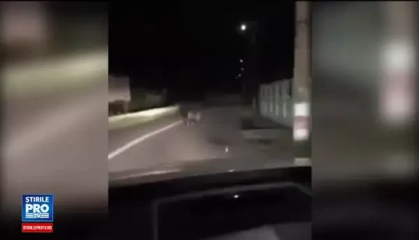 Urs fugărit cu mașina, în Sibiu, de câțiva tineri