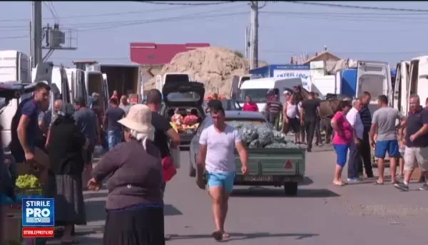 Recolta de castraveţi este aşa de mare, încât şi bulgarii cumpără din România