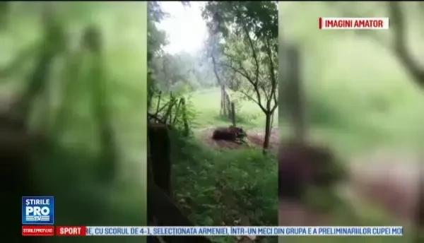 Urs rămas captiv într-un laț, în Gorj, lângă casele oamenilor