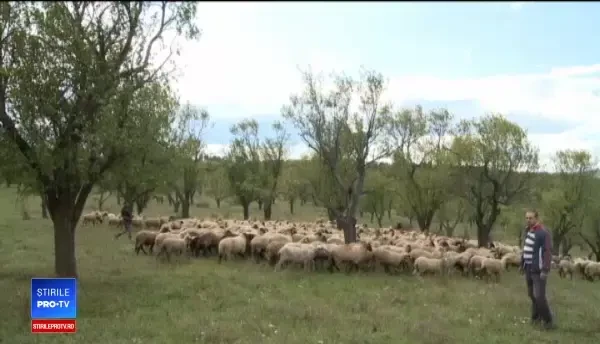 Ministerul Agriculturii îi va ajuta pe ciobani să își vândă lâna