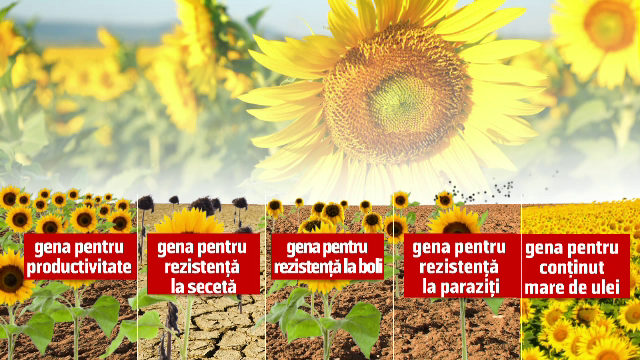 Soiurile hibrid, de trei ori mai rezistente, la care lucrează cercetătorii români