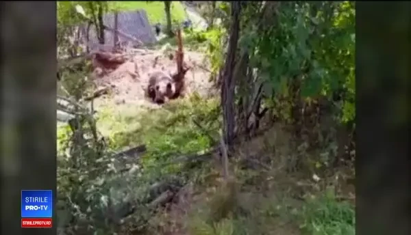Revoltător. Un urs s-a chinuit o jumătate de zi într-o sârmă ghimpată