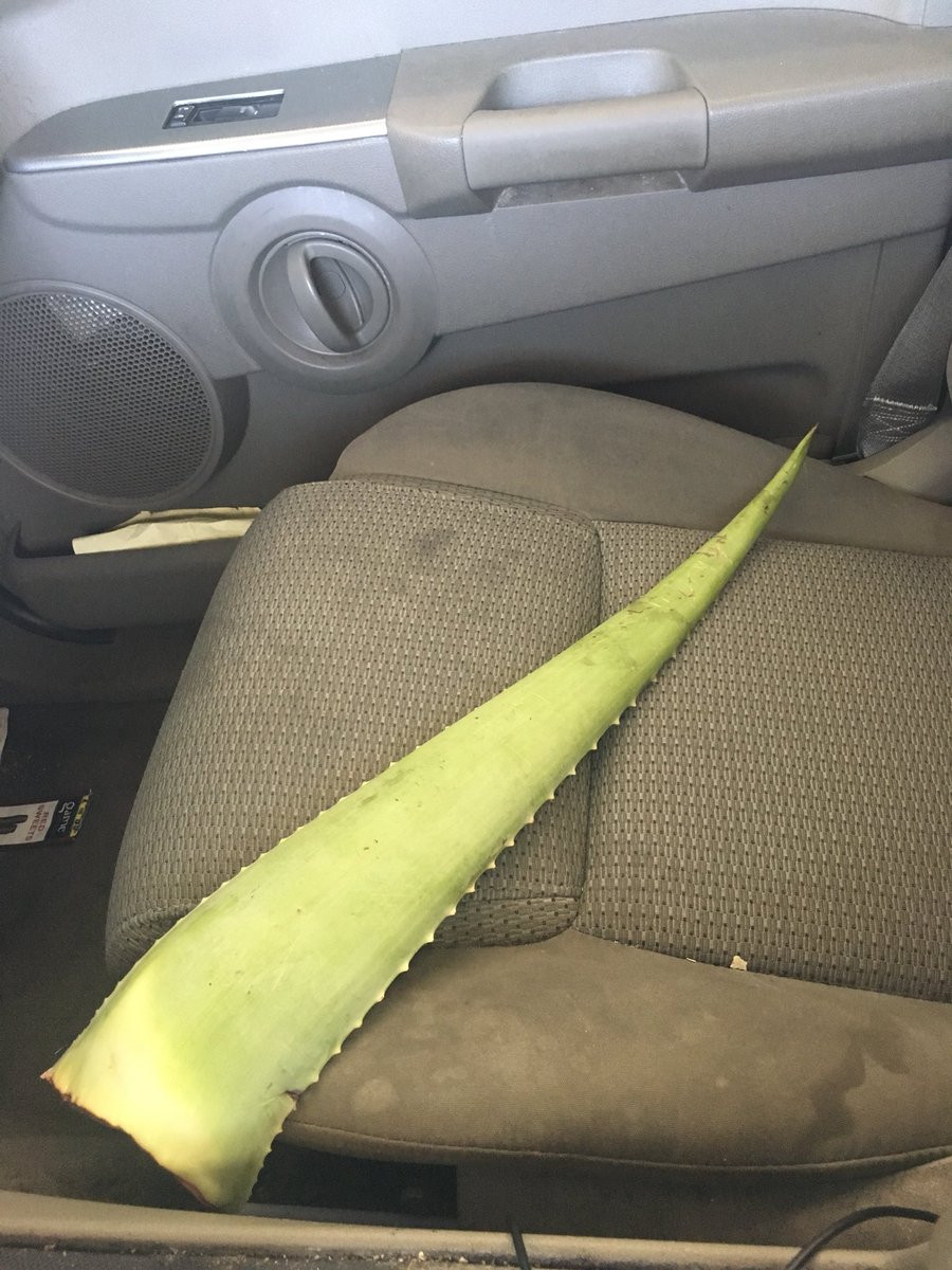 I-a adus iubitei o frunză de aloe în loc de flori. Reacţia femeii