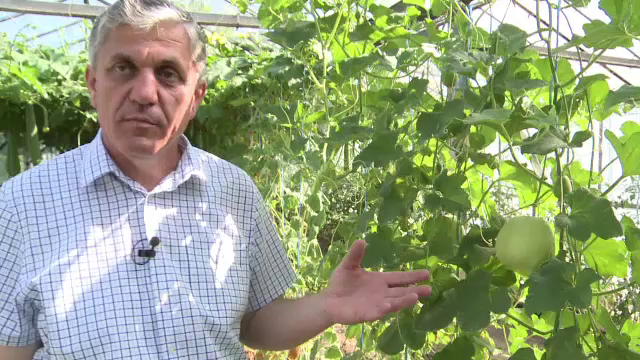 Agricultura viitorului: pepeni cu gust de vanilie și roșia cu țepi