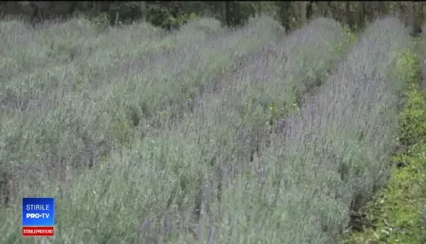 Planta care va fi culeasă pentru a doua oara în acest an. Profituri mari pentru fermieri