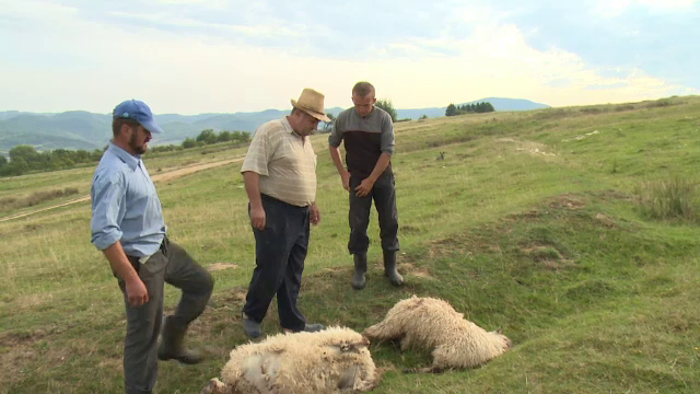 Alertă în Bihor. Haite de lupi au coborât din munți și au ucis zeci de oi. Reacția ciobanilor
