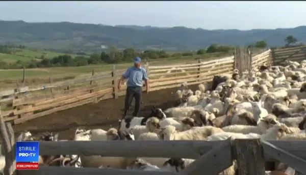 Alertă în Bihor. Haite de lupi au coborât din munți și au ucis zeci de oi. Reacția ciobanilor