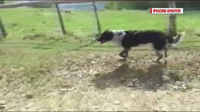 Un maratonist a adoptat o cățelusă care a alergat cu el 105 km