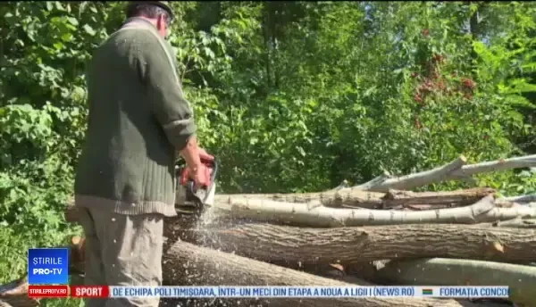 A murit zdrobit de un copac sub ochii fiului său